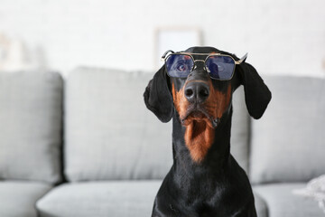 Cute Dobermann dog in eyeglasses at home, closeup