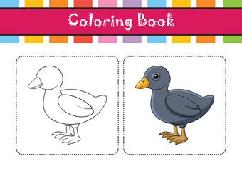  Charming American Coot Bird Illustration