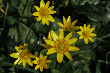Ficaria verna Lesser Celandine flower close up