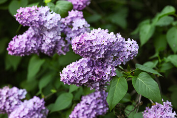 Blooming violet lilac tree on beautiful spring day