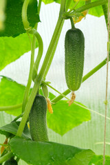 Close-up of two young fresh cucumbers hanging from bushes planted in a rural greenhouse. Vegetable plantation. Gardening.