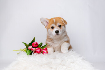 Cute Welsh corgi puppy with spring flowers on a white background