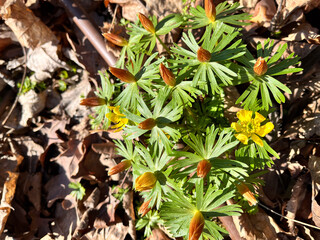 Eranthis hyemalis a late winter spring flowering plant with a yellow wintertime flower commonly known as winter aconite