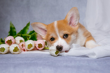 cute Welsh corgi puppy with a bouquet of spring flowers on a gray background