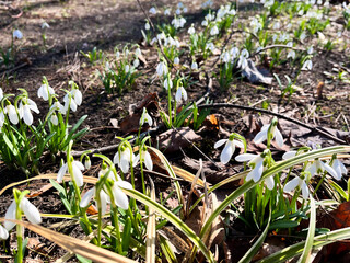 Close-up of delicate snowdrops emerging from the ground, bathed in sunlight against a clear blue sky.