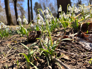 Close-up of delicate snowdrops emerging from the ground, bathed in sunlight against a clear blue sky.