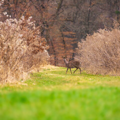 A deer stands in a clearing in the forest