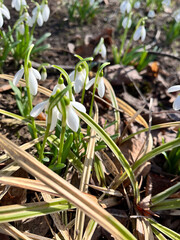 Close-up of delicate snowdrops emerging from the ground, bathed in sunlight against a clear blue sky.