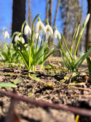 Close-up of delicate snowdrops emerging from the ground, bathed in sunlight against a clear blue sky.