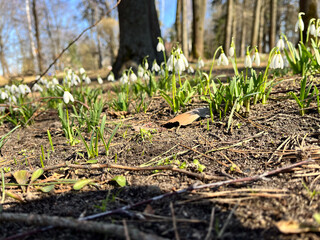 Close-up of delicate snowdrops emerging from the ground, bathed in sunlight against a clear blue sky.