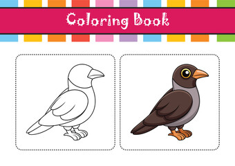  Stunning Black-Billed Cuckoo Bird Artwork