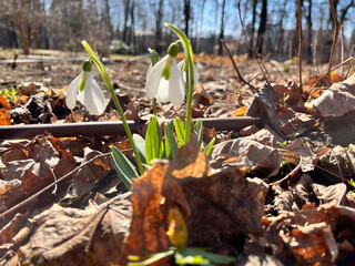 Close-up of delicate snowdrops emerging from the ground, bathed in sunlight against a clear blue sky.