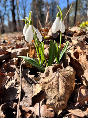 Close-up of delicate snowdrops emerging from the ground, bathed in sunlight against a clear blue sky.