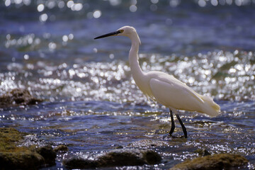 Seidenreiher (Egretta garzetta)