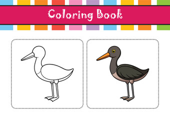  Realistic Black-tailed Godwit Bird Illustration