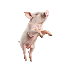 Joyful pig in flight captured mid-air with an expression of excitement against a bright blue sky background white isolate background