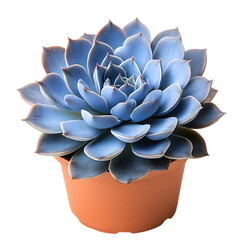 A Potted Echeveria Lilacina with Pale Blue Leaves Isolated on Transparent Background