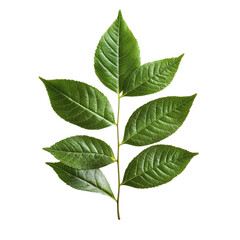 Fototapeta premium Lush Green Leaves Nature Spring Botanical Plant Life,