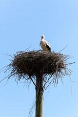 Stork at biosphere reserve Flusslandschaft Brandenburg guarding his nest