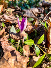 Close-up of purple crocus flowers blooming in early spring, surrounded by green grass and fallen leaves