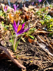 Close-up of purple crocus flowers blooming in early spring, surrounded by green grass and fallen leaves