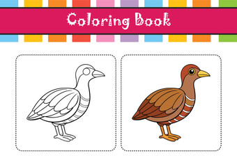  Realistic Brown-banded Rail Bird Illustration