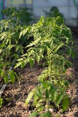 Tomato seedling in the morning light