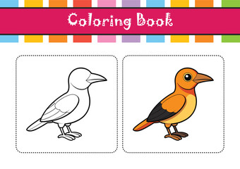  Charming Bullock's Oriole Bird Illustration