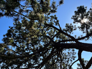 looking up into the blue sky through green crown of trees.