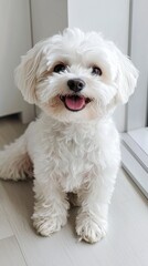 Obraz premium Cute happy dog sitting and posing on white background, Maltipoo dog