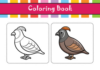  California Quail Bird Nature Illustration