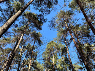 looking up into the blue sky through green crown of trees.