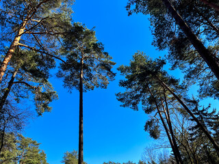 looking up into the blue sky through green crown of trees.