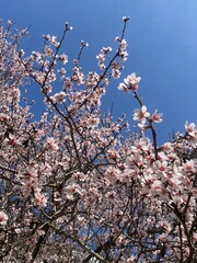 Blooming tree in garden over blue sky background outdoors. Springtime. 