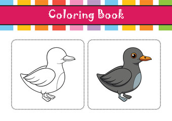  Charming Cassin's Auklet Bird Illustration