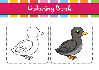  Elegant Cassin's Auklet Bird Vector