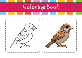  Vivid Cassin's Sparrow Bird Illustration
