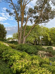 Landscape of park with trees and bushes
