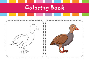  Charming Chilean Tinamou Bird Illustration