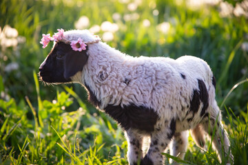 Beautiful baby lamb with flower wreath in magic light