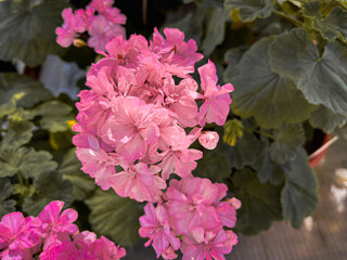 Fototapeta premium A geranium (also known as pelargonium, or storksbill) grown in the garden, with many pink flower heads and buds.