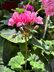 A geranium (also known as pelargonium, or storksbill) grown in the garden, with many pink flower heads and buds.