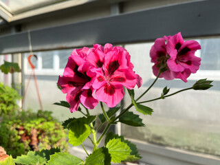 A geranium (also known as pelargonium, or storksbill) grown in the garden, with many pink flower...