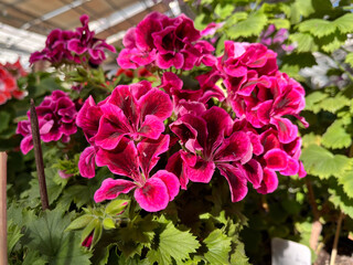 Obraz premium A geranium (also known as pelargonium, or storksbill) grown in the garden, with many pink flower heads and buds.