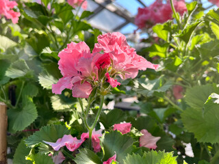 A geranium (also known as pelargonium, or storksbill) grown in the garden, with many pink flower heads and buds.