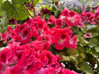 A geranium (also known as pelargonium, or storksbill) grown in the garden, with many pink flower heads and buds.