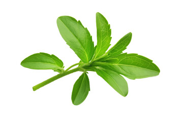 Stevia Leaves: Natural Sweetener Close-up on Transparent or White Background