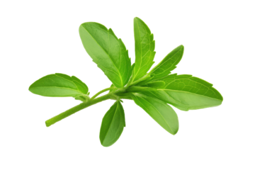 Stevia Leaves: Natural Sweetener Close-up on Transparent or White Background