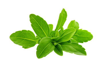 Obraz premium Stevia Leaves: Natural Sweetener Close-up on Transparent or White Background