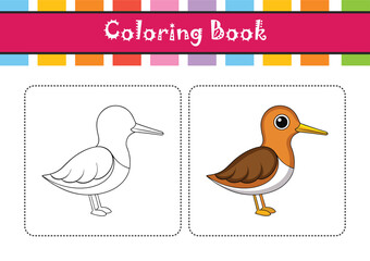  Realistic Common Snipe Bird Illustration